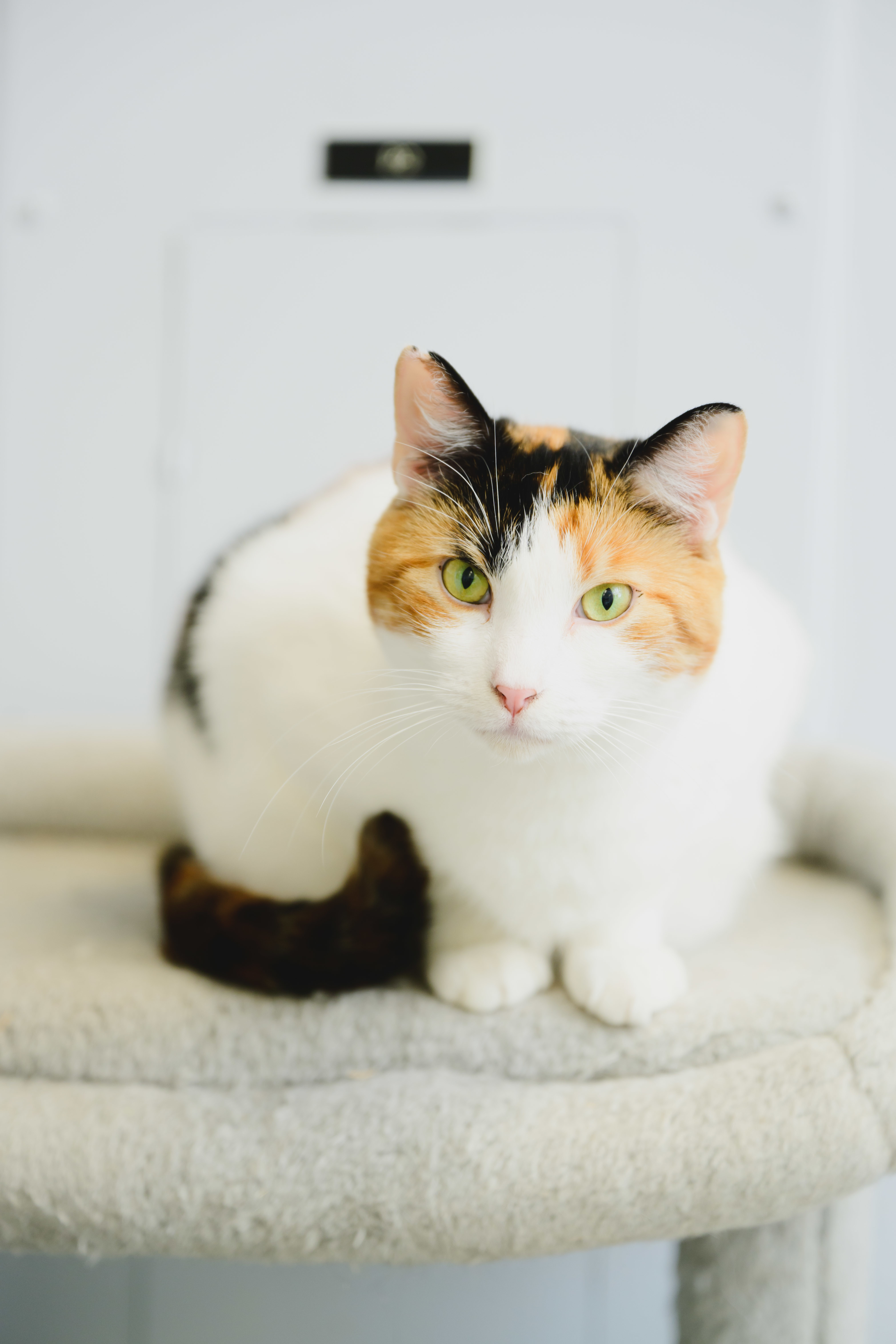 Mable, an adoptable Domestic Short Hair in Honolulu, HI, 96826 | Photo Image 5