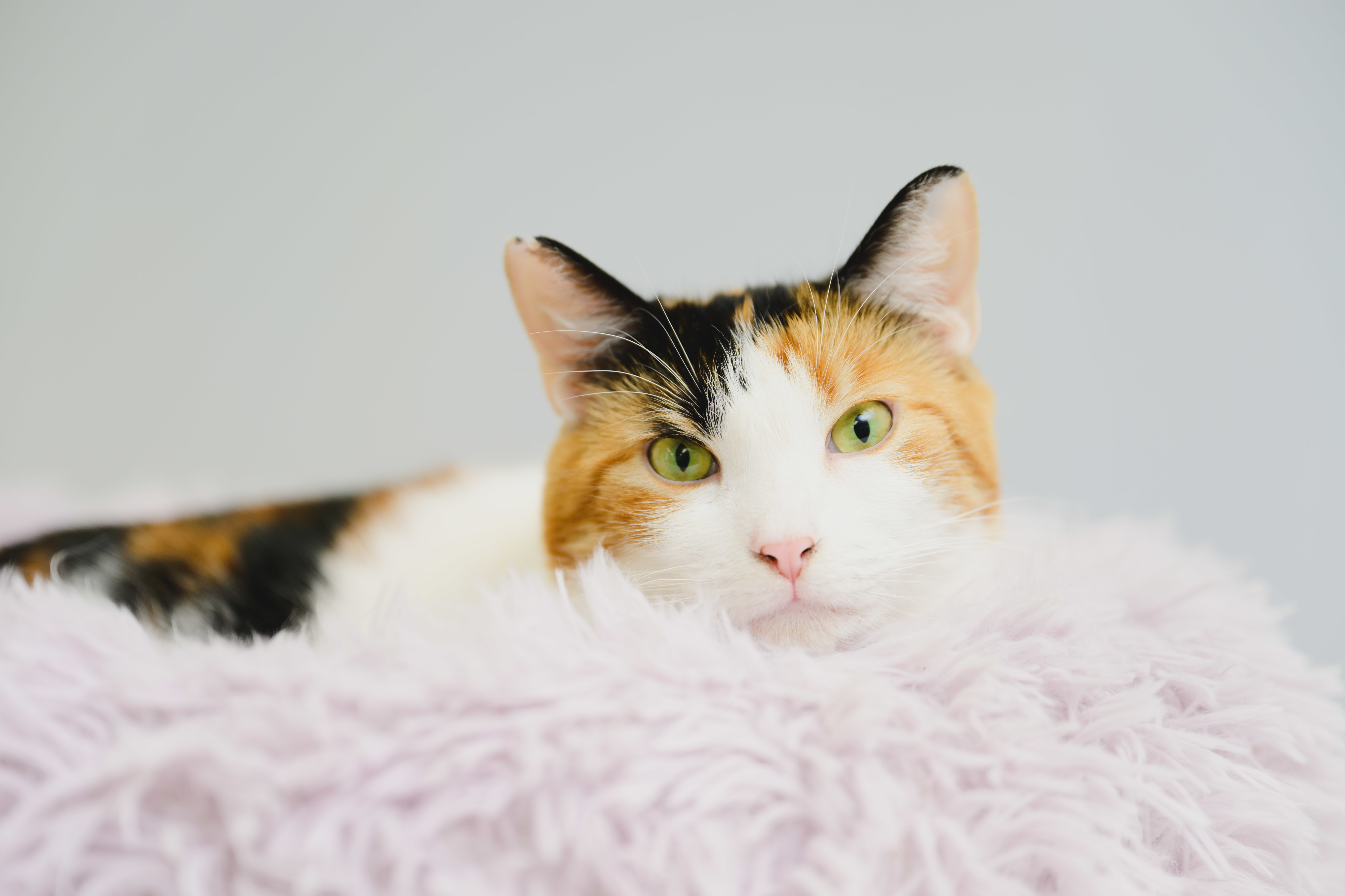 Mable, an adoptable Domestic Short Hair in Honolulu, HI, 96826 | Photo Image 6