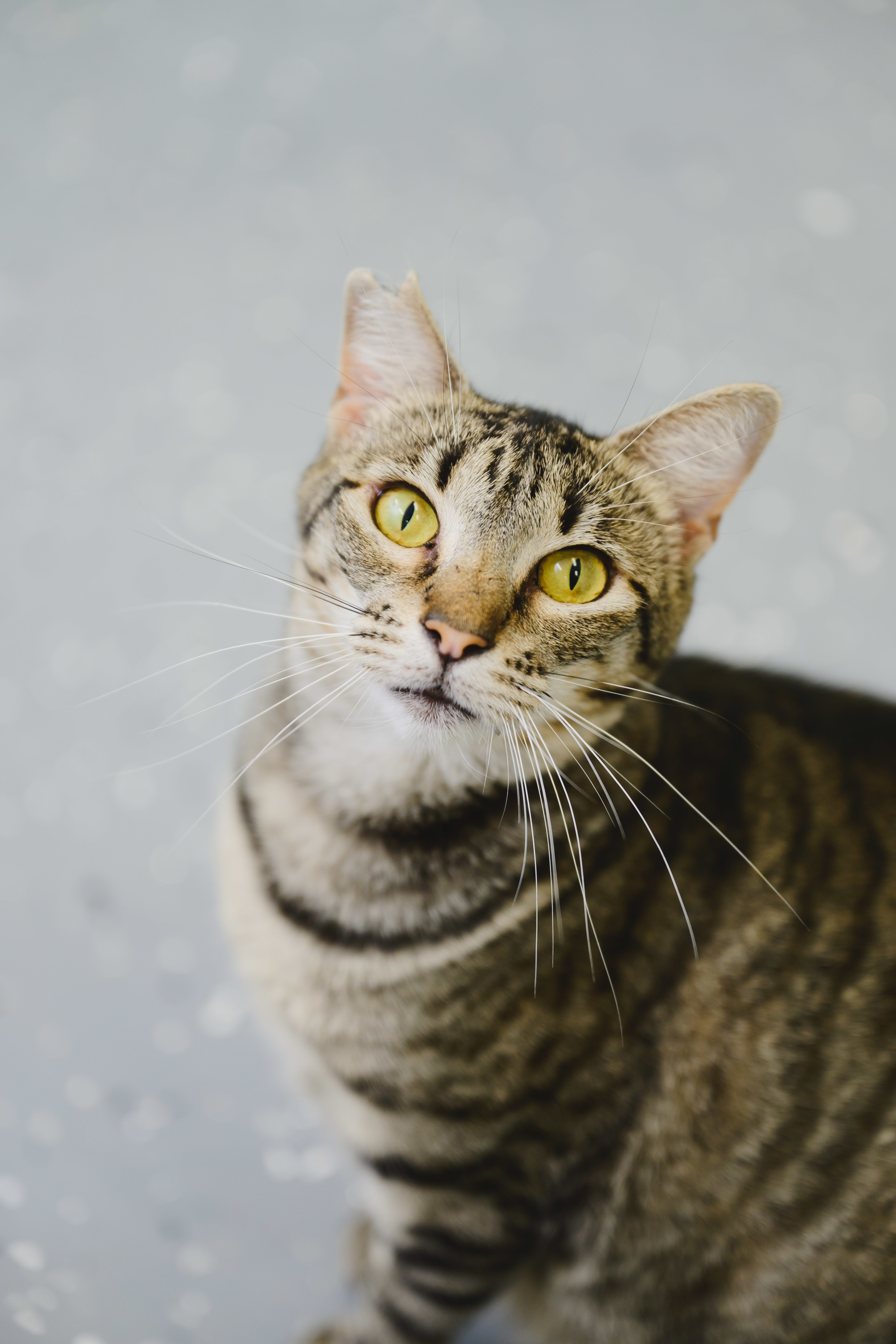 Mary, an adoptable Domestic Short Hair in Honolulu, HI, 96826 | Photo Image 2