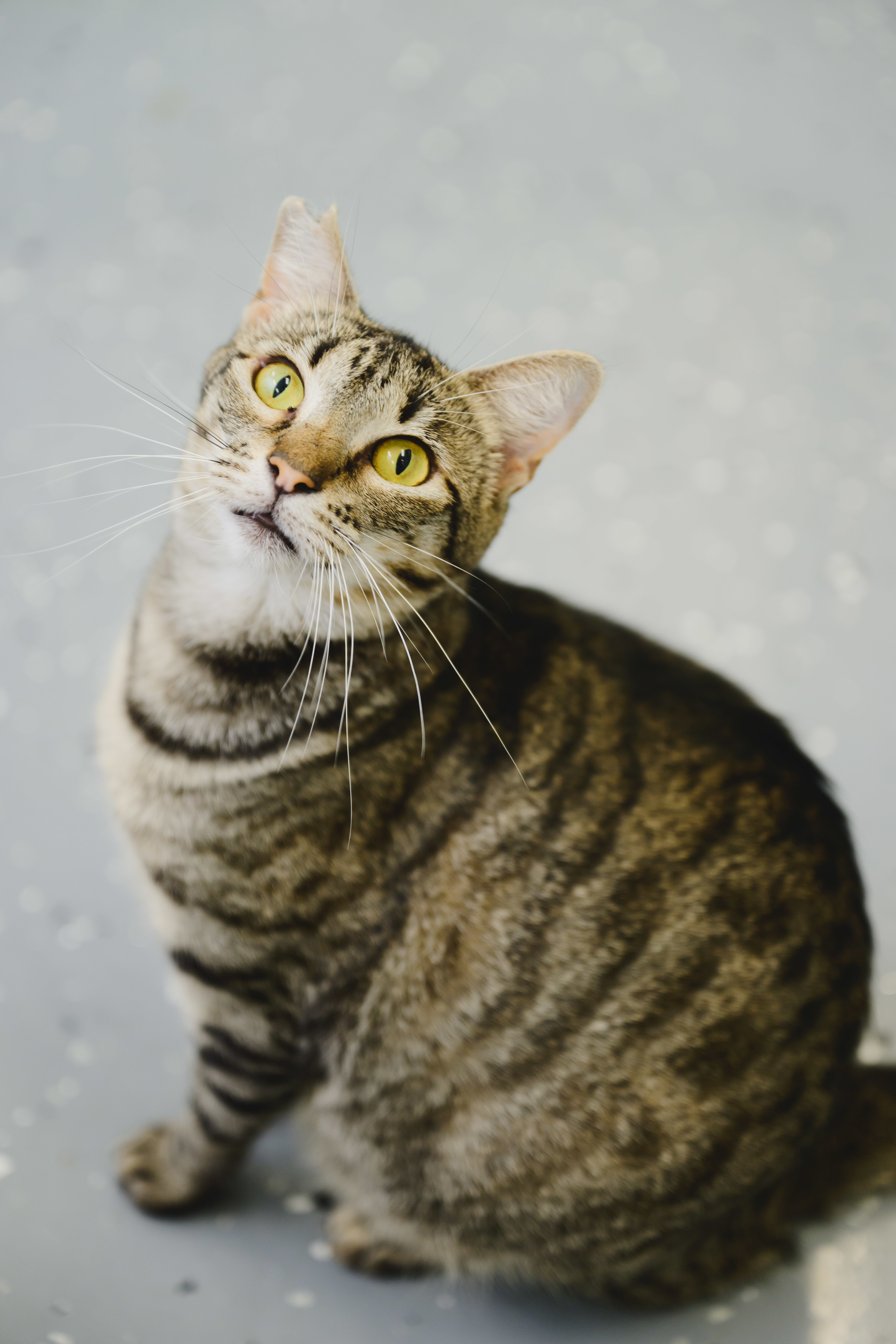 Mary, an adoptable Domestic Short Hair in Honolulu, HI, 96826 | Photo Image 3
