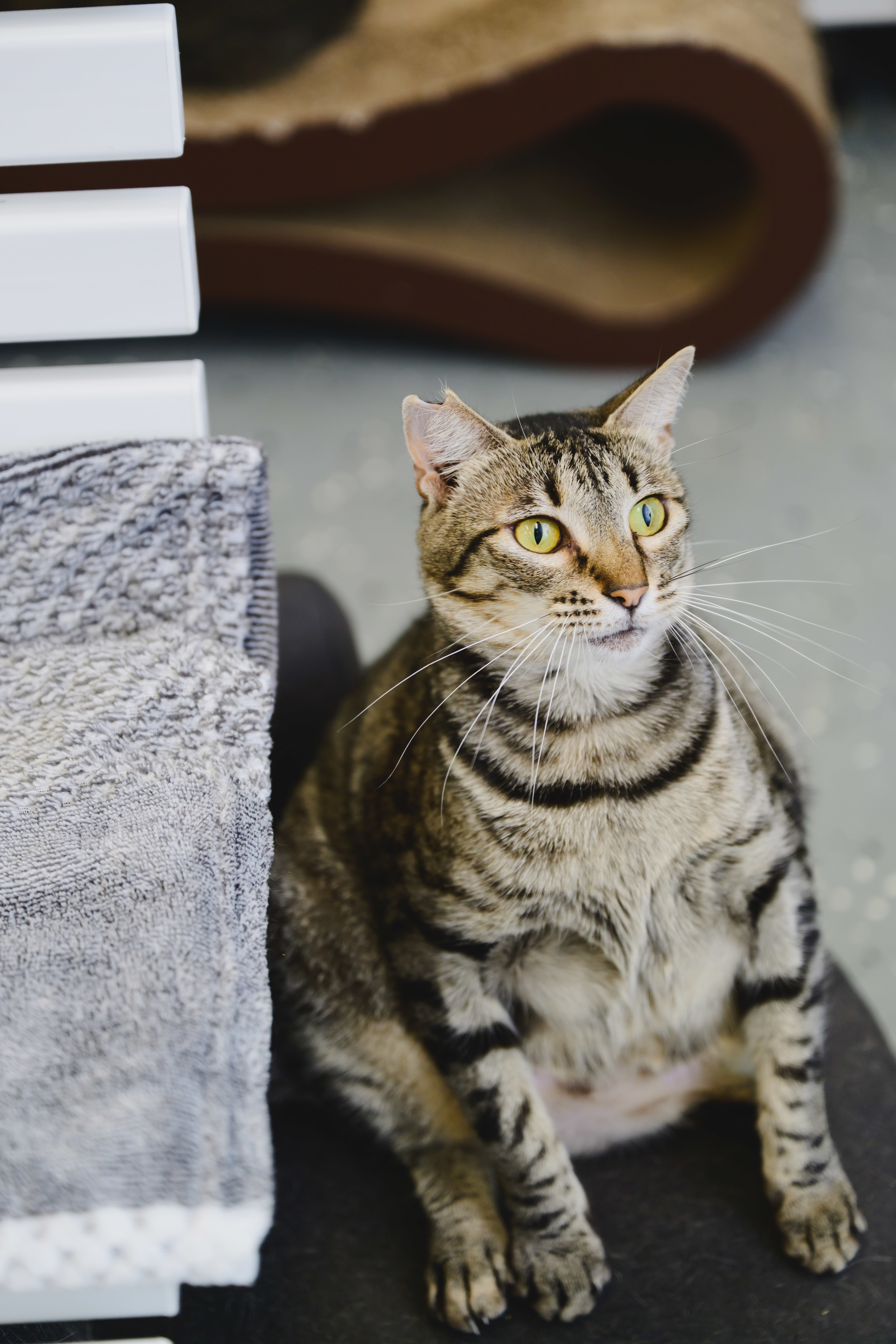 Mary, an adoptable Domestic Short Hair in Honolulu, HI, 96826 | Photo Image 4