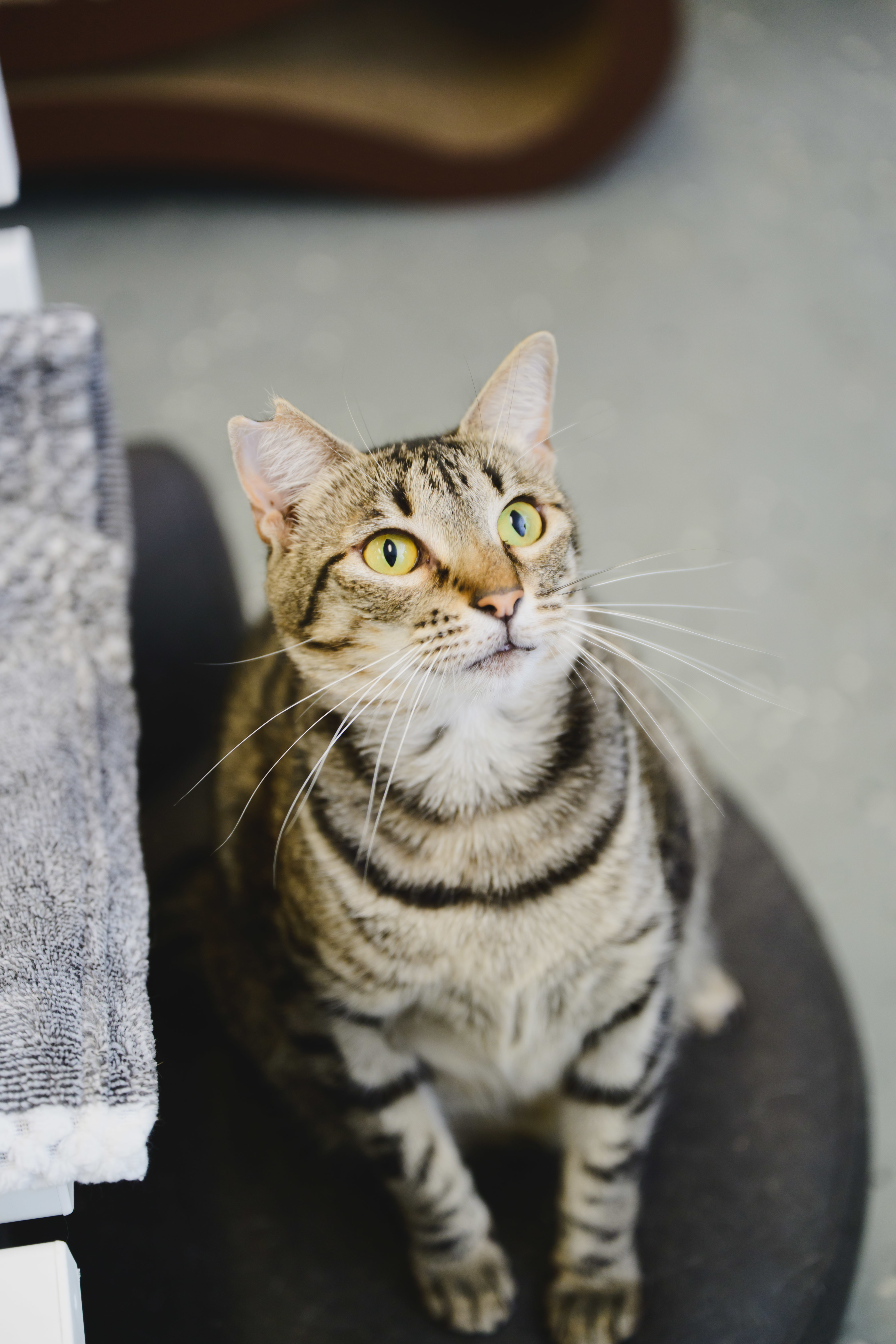 Mary, an adoptable Domestic Short Hair in Honolulu, HI, 96826 | Photo Image 5