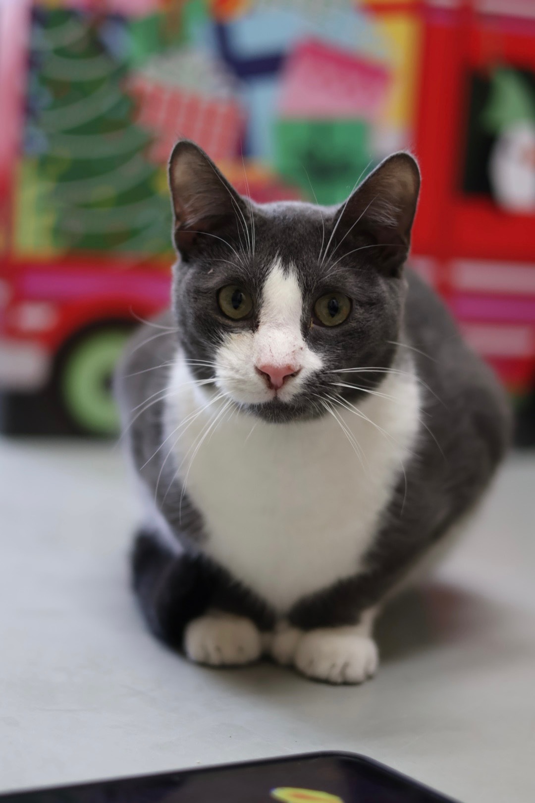 Gragson (available with bonded brother, Ash)