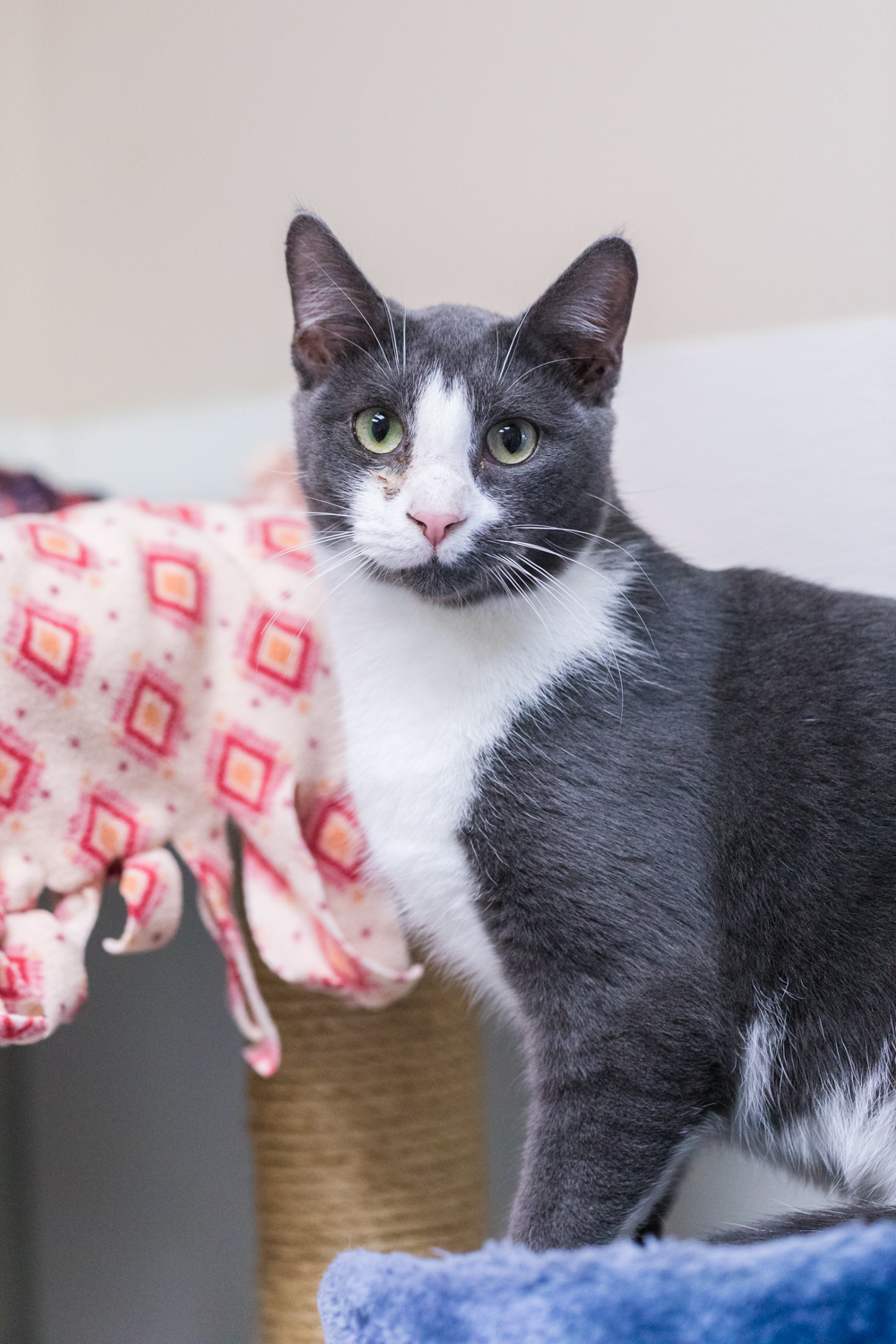 Gragson (available with bonded brother, Ash)