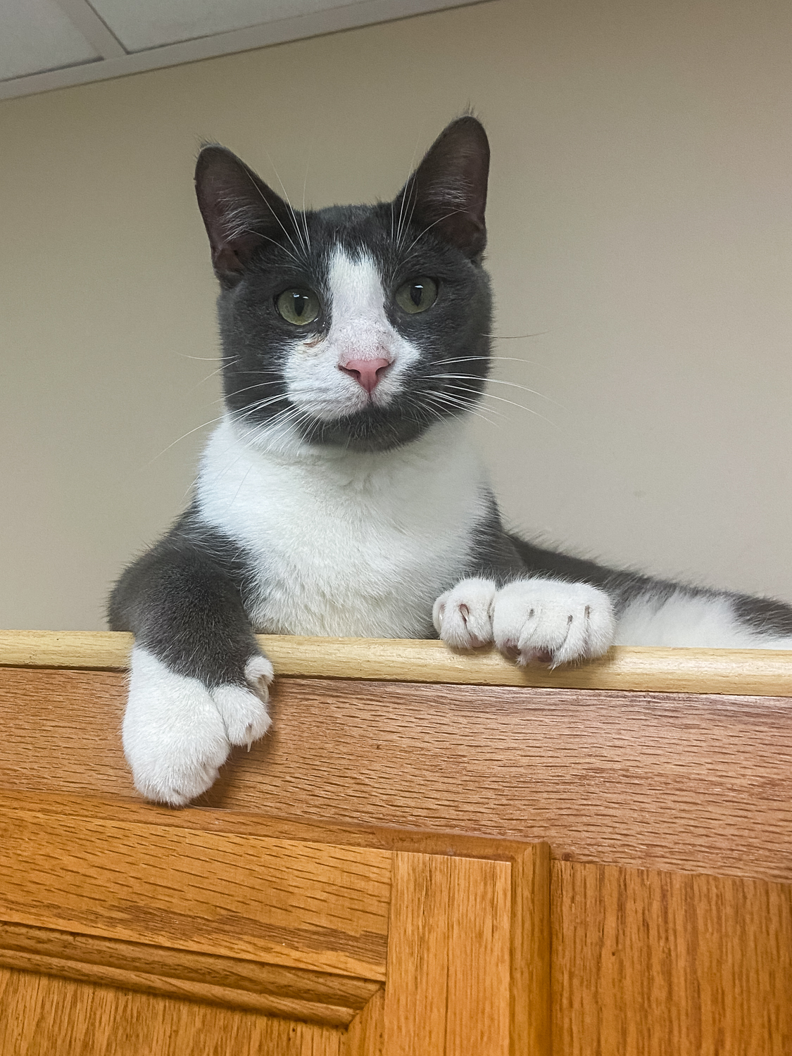 Gragson (available with bonded brother, Ash)