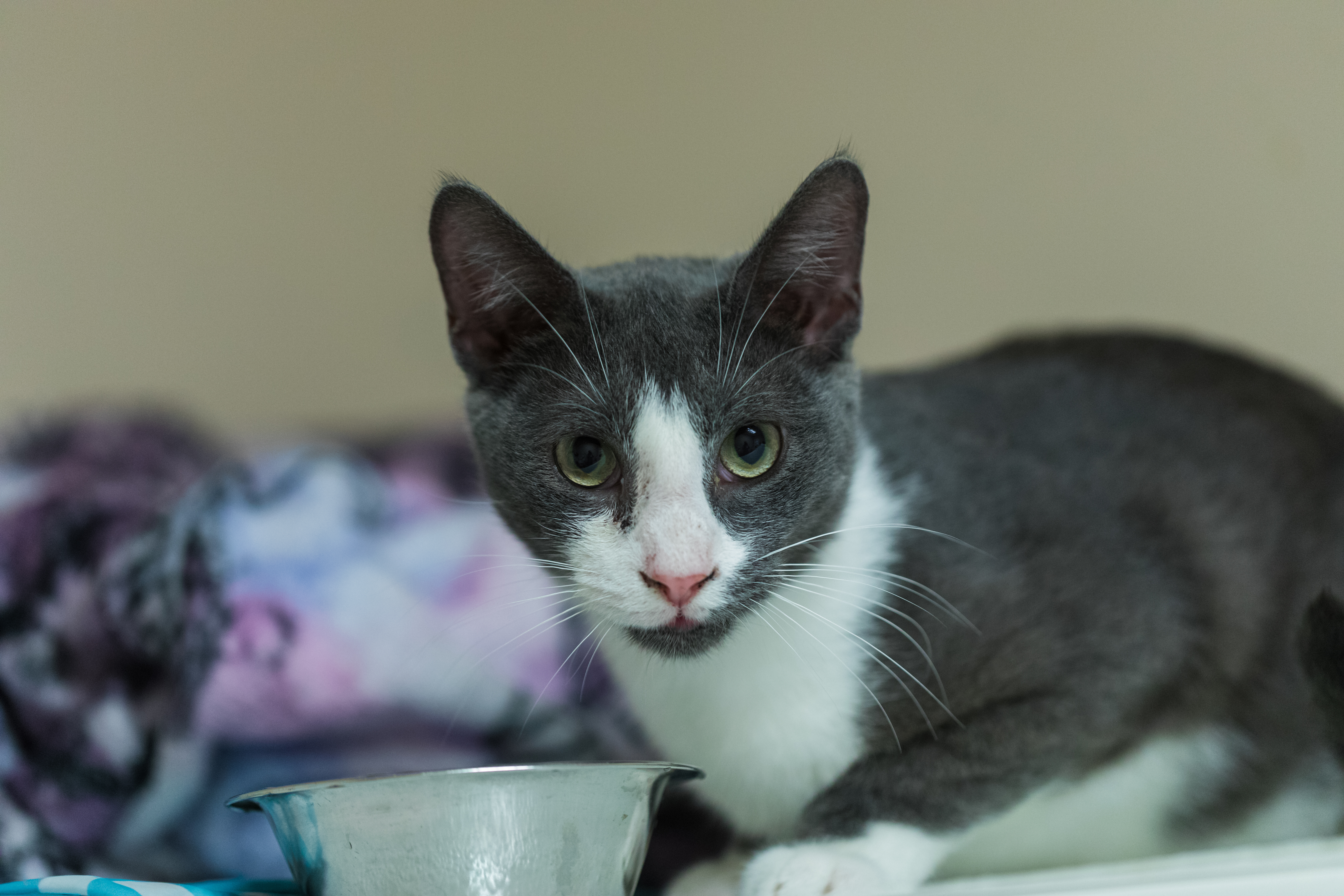 Gragson (available with bonded brother, Ash)