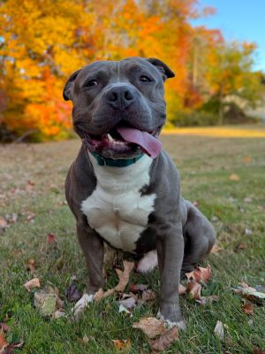 Mack, Adult Male unknown