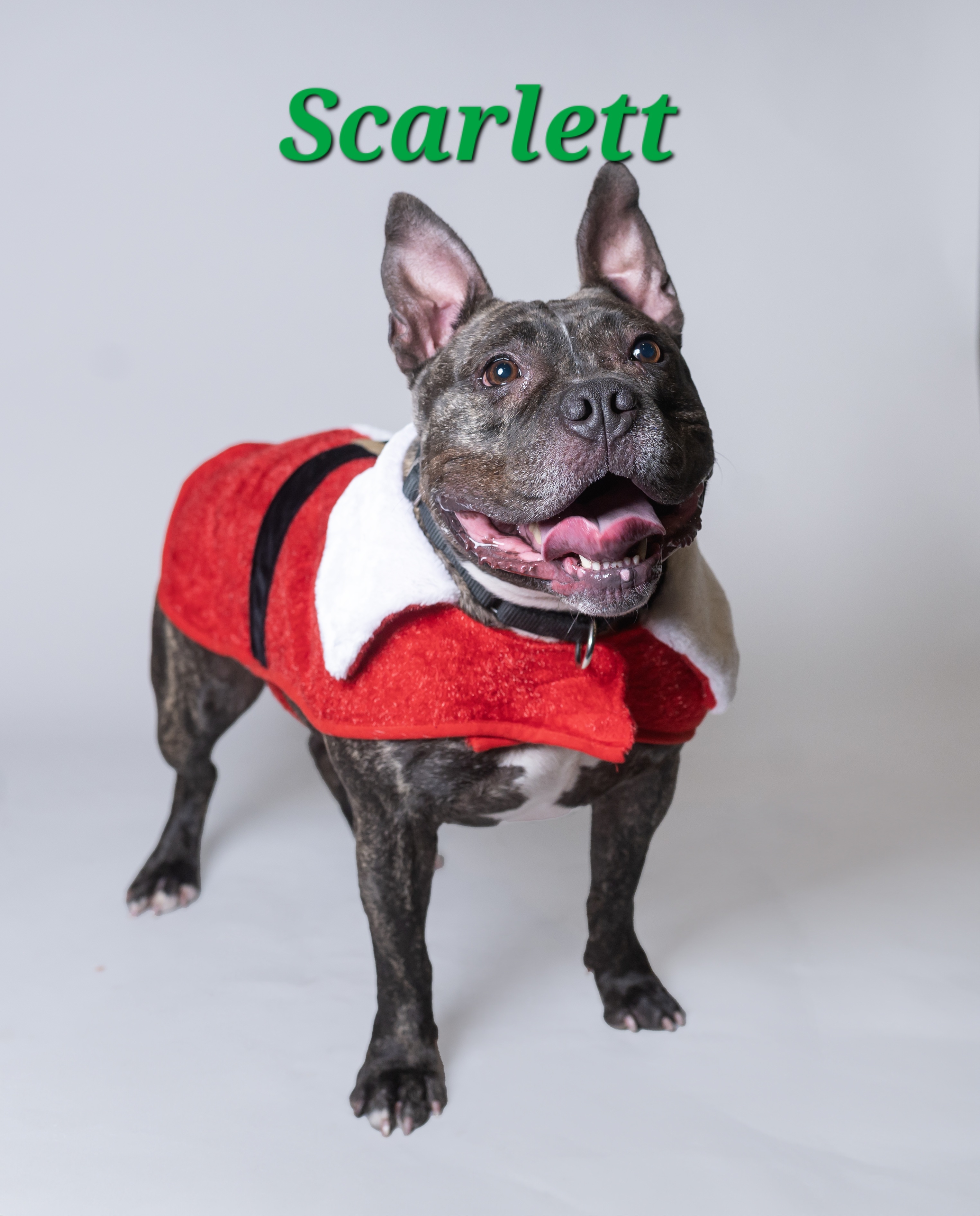 Scarlett