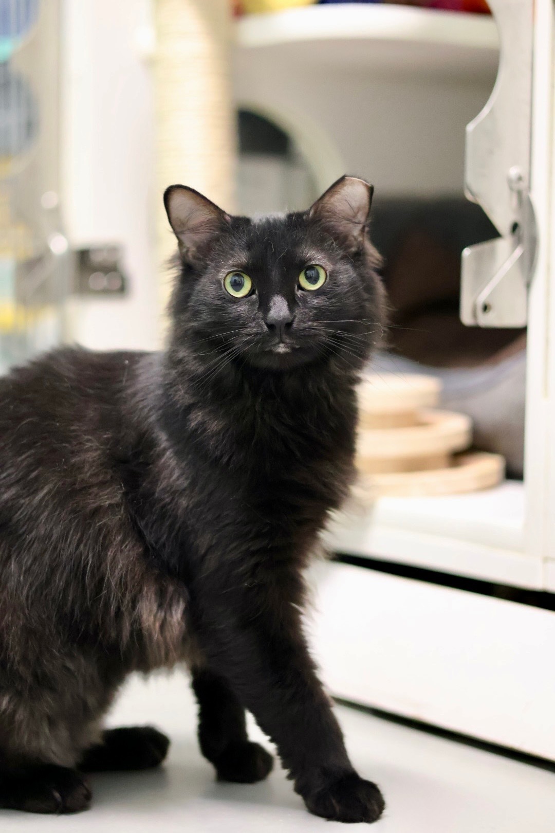 Cinder (Available with bonded friend Sierra)