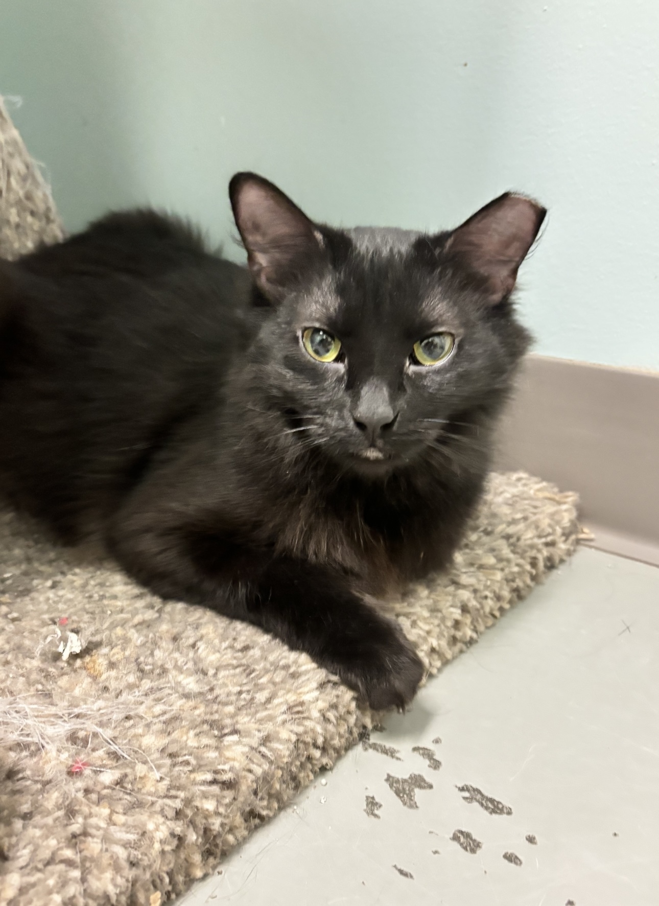 Cinder (Available with bonded friend Sierra)