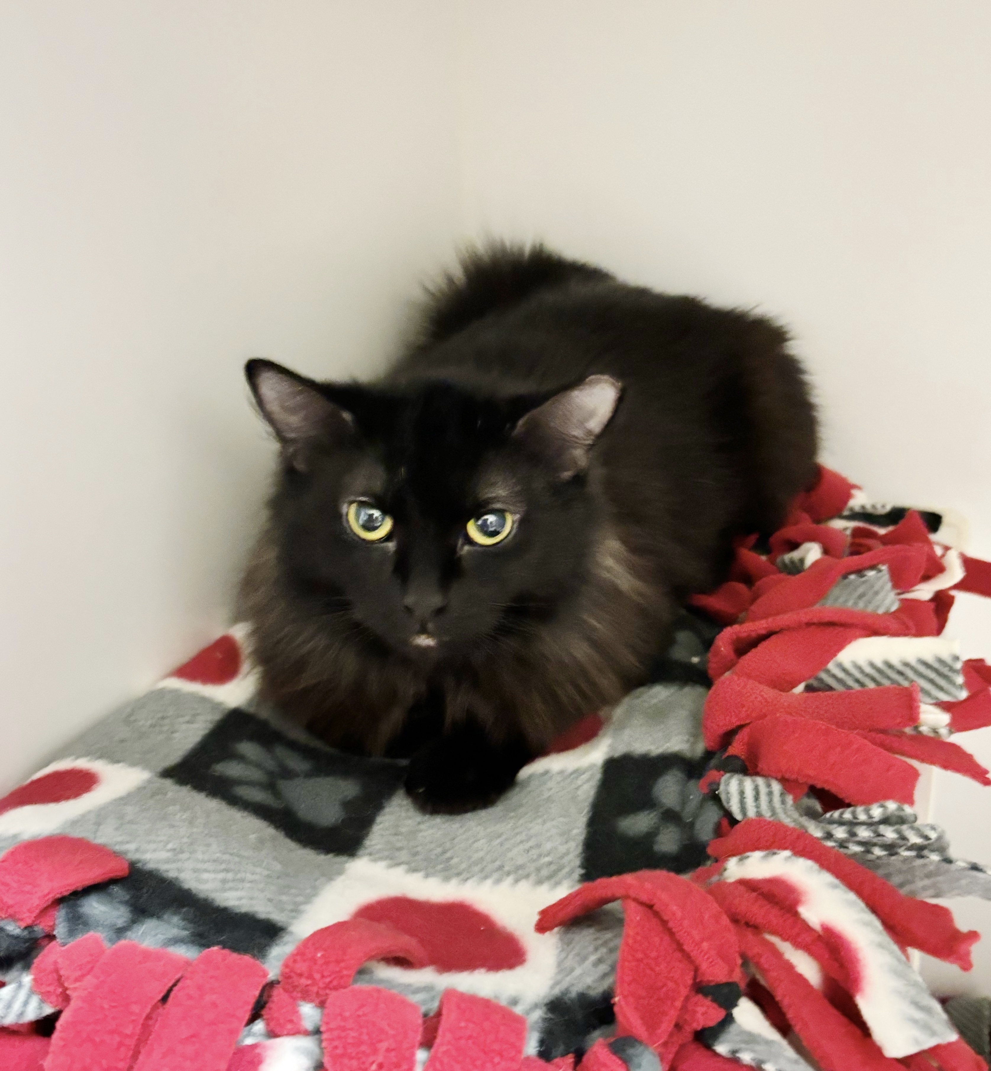 Cinder (Available with bonded friend Sierra)