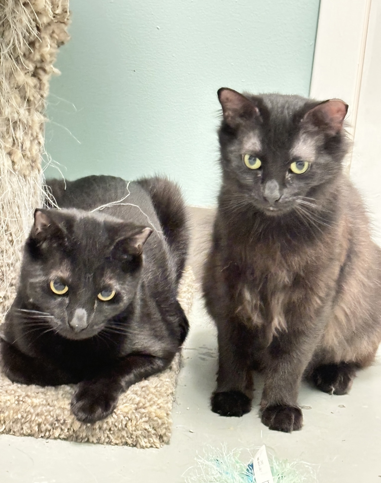 Cinder (Available with bonded friend Sierra)