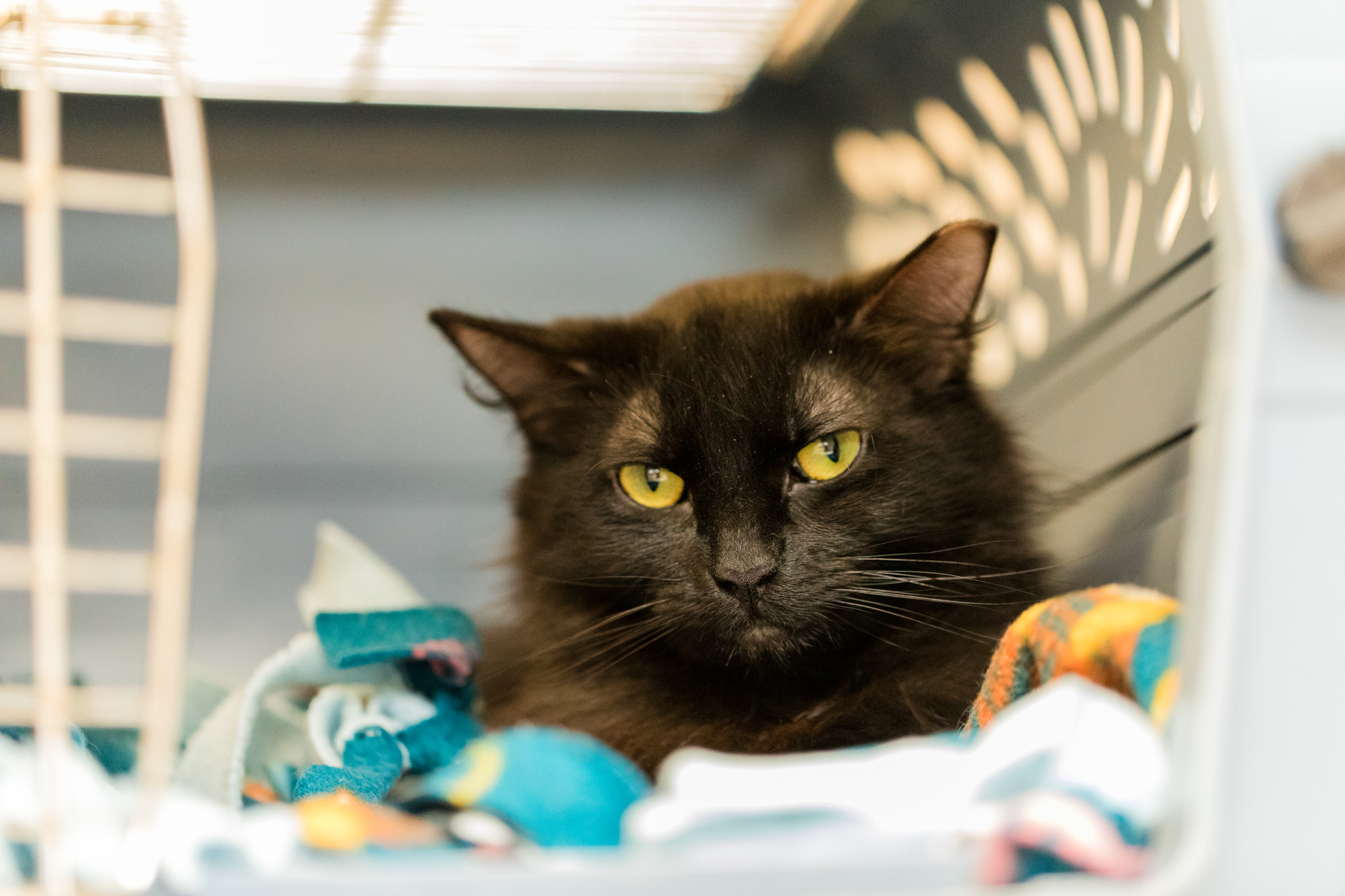 Cinder (Available with bonded friend Sierra)