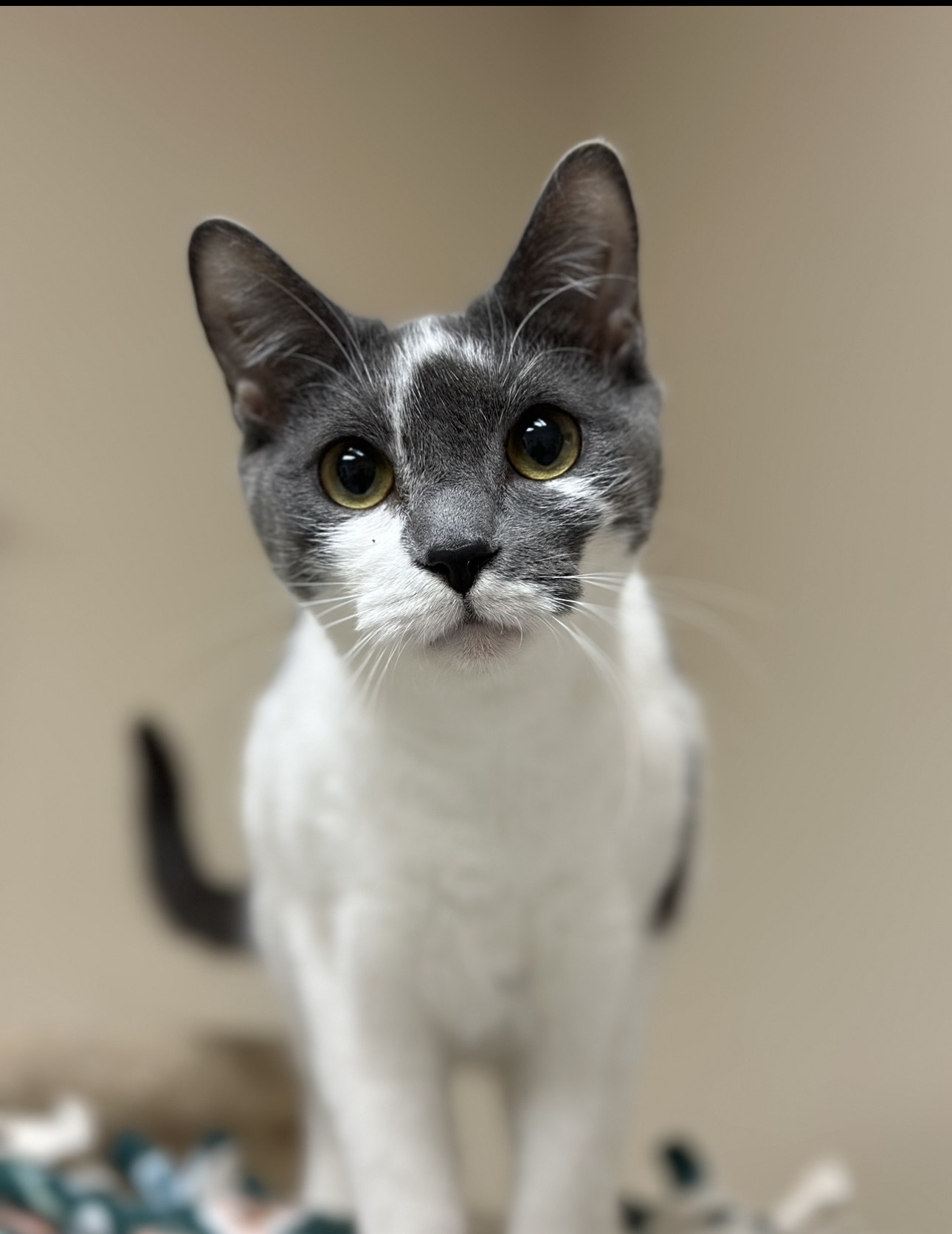 Ash (available with bonded brother, Gragson)