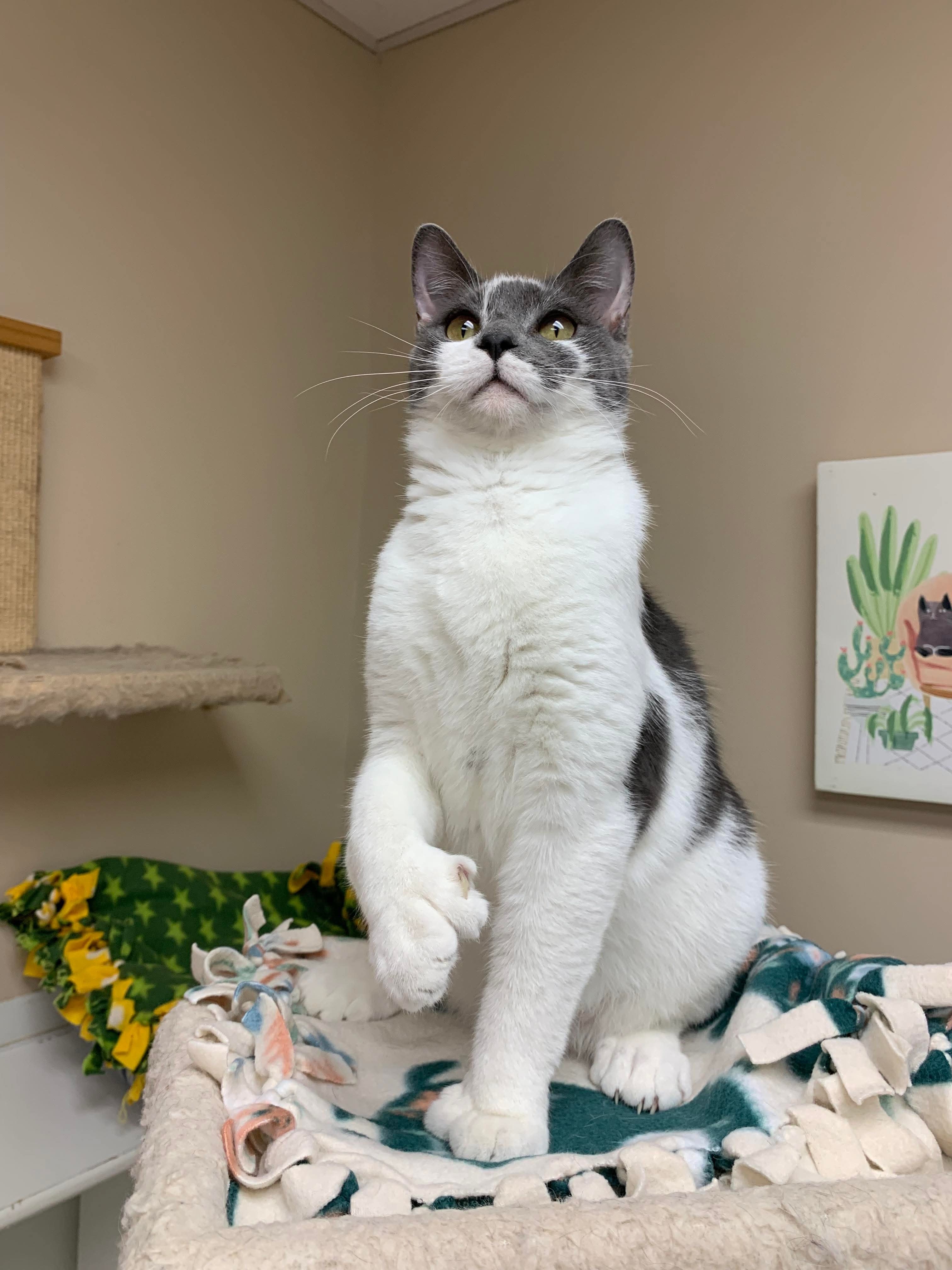 Ash (available with bonded brother, Gragson)