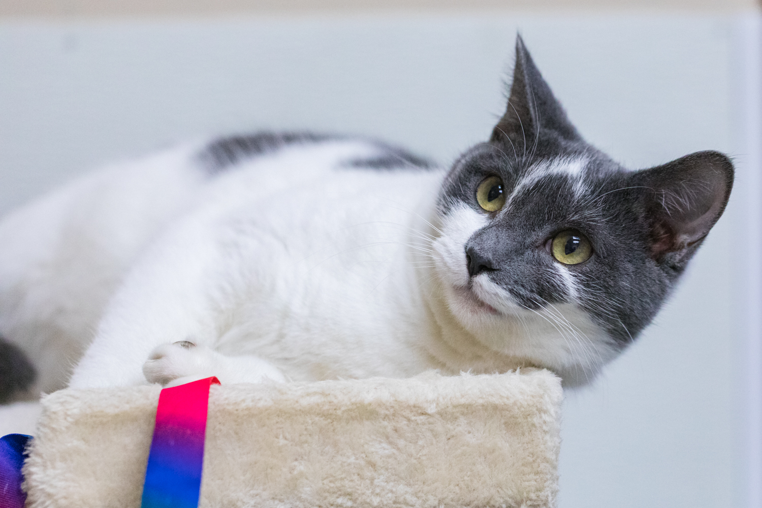 Ash (available with bonded brother, Gragson)
