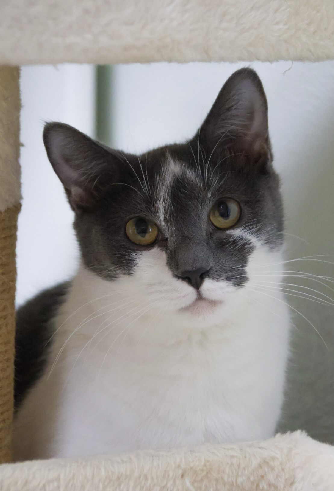 Ash (available with bonded brother, Gragson)