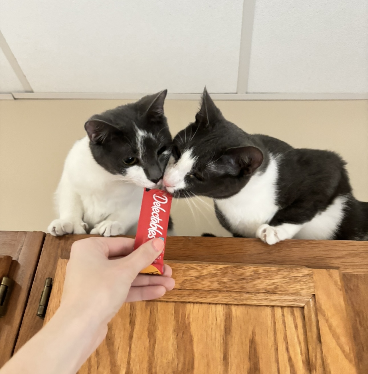Ash (available with bonded brother, Gragson)