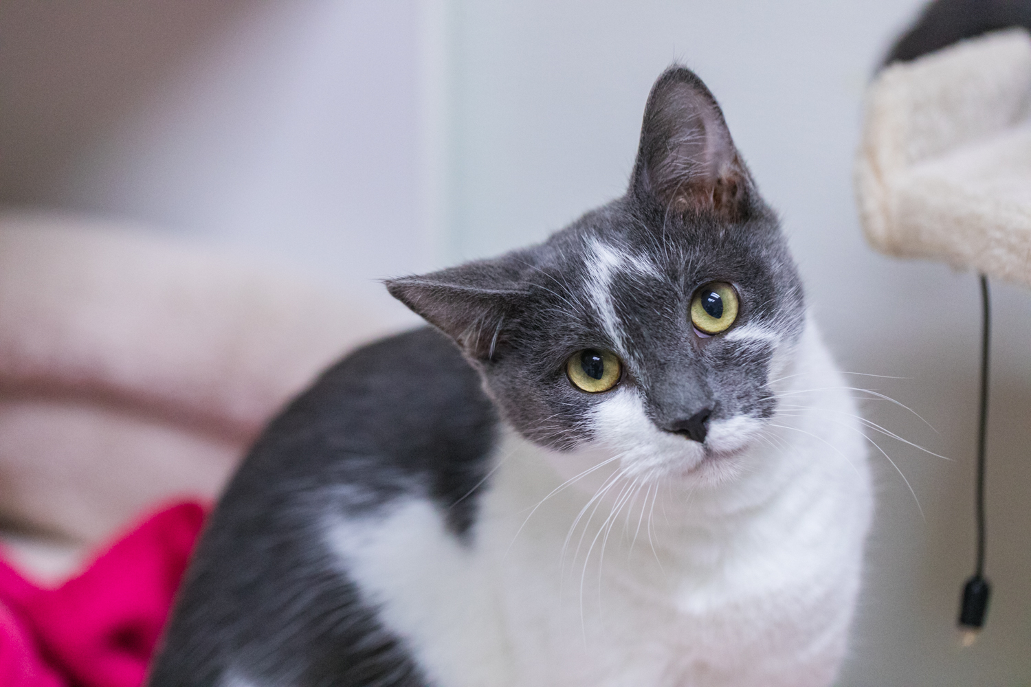 Ash (available with bonded brother, Gragson)