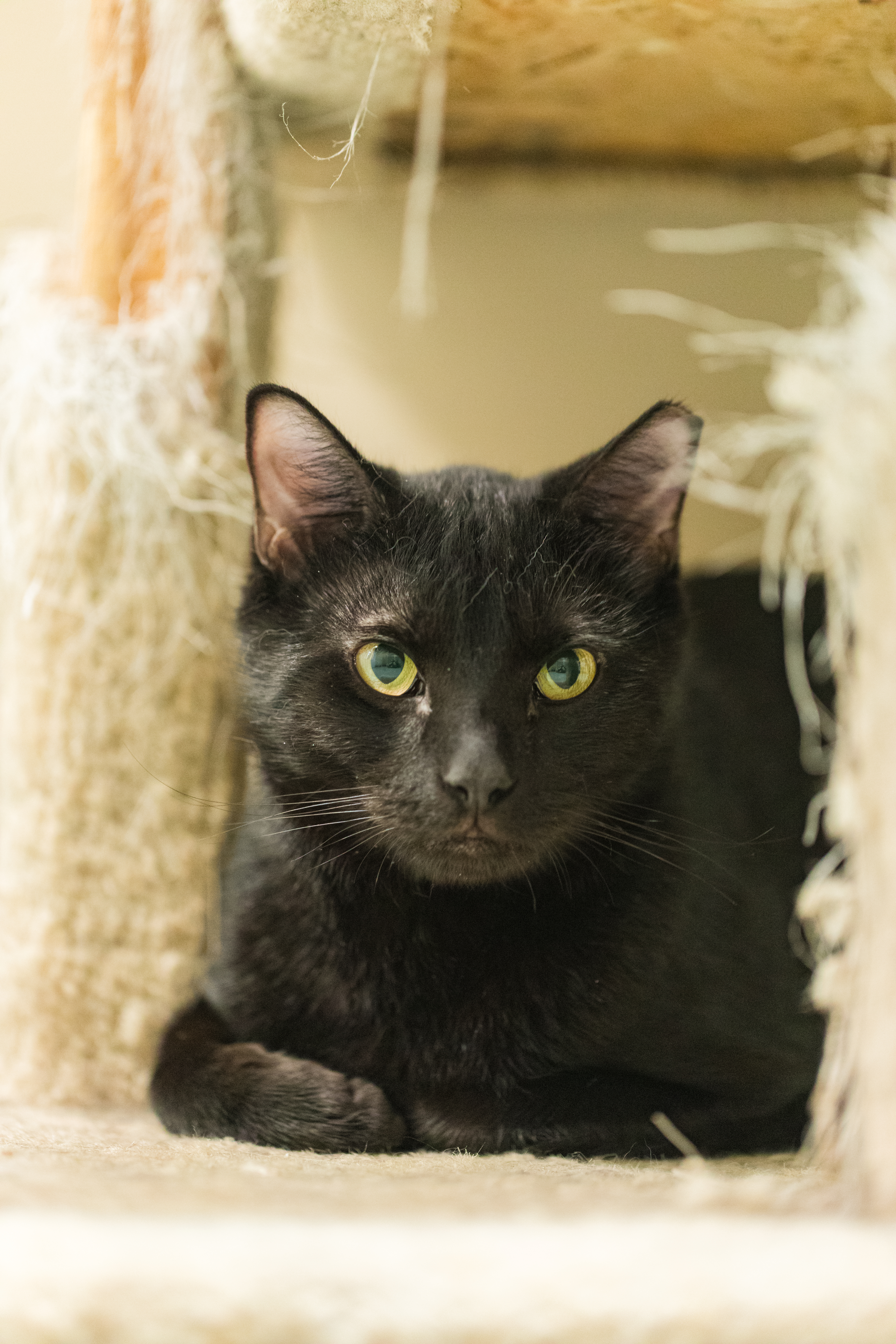 Sierra (Available with bonded friend, Cinder)