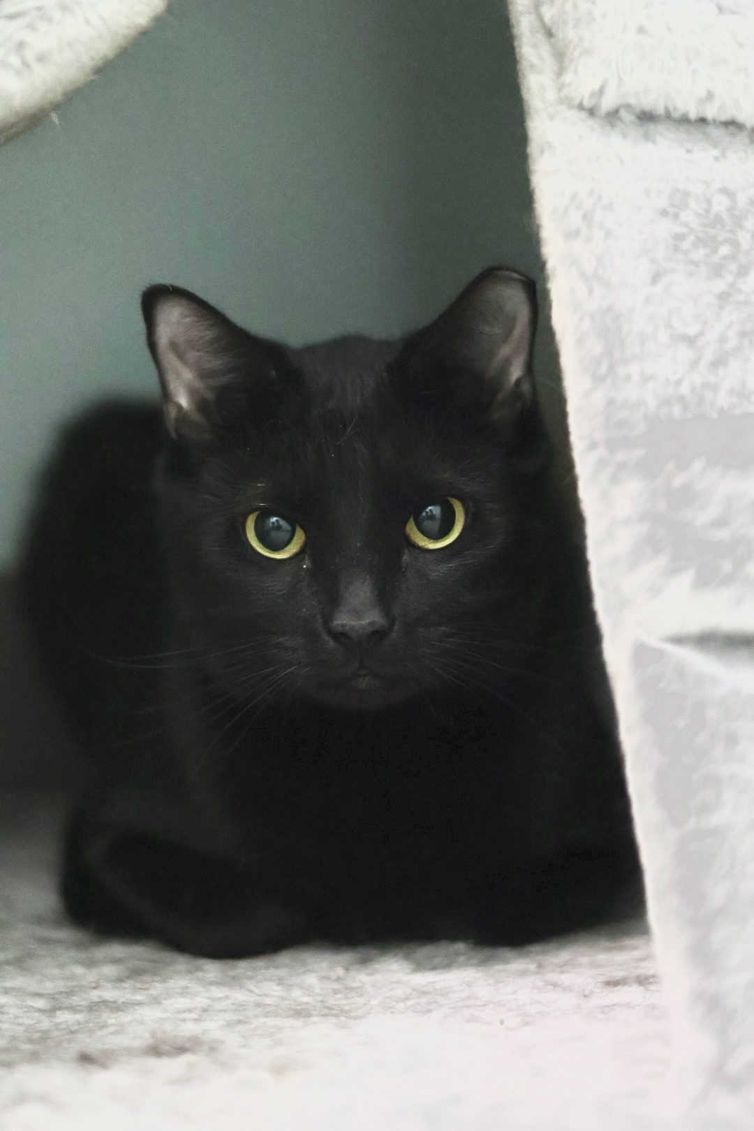 Sierra (Available with bonded friend, Cinder)