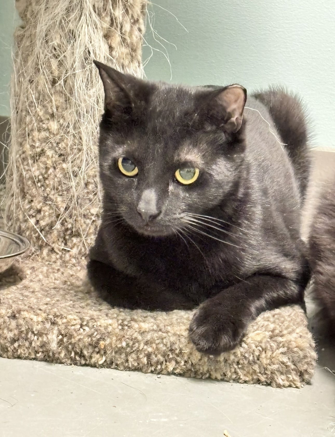 Sierra (Available with bonded friend, Cinder)