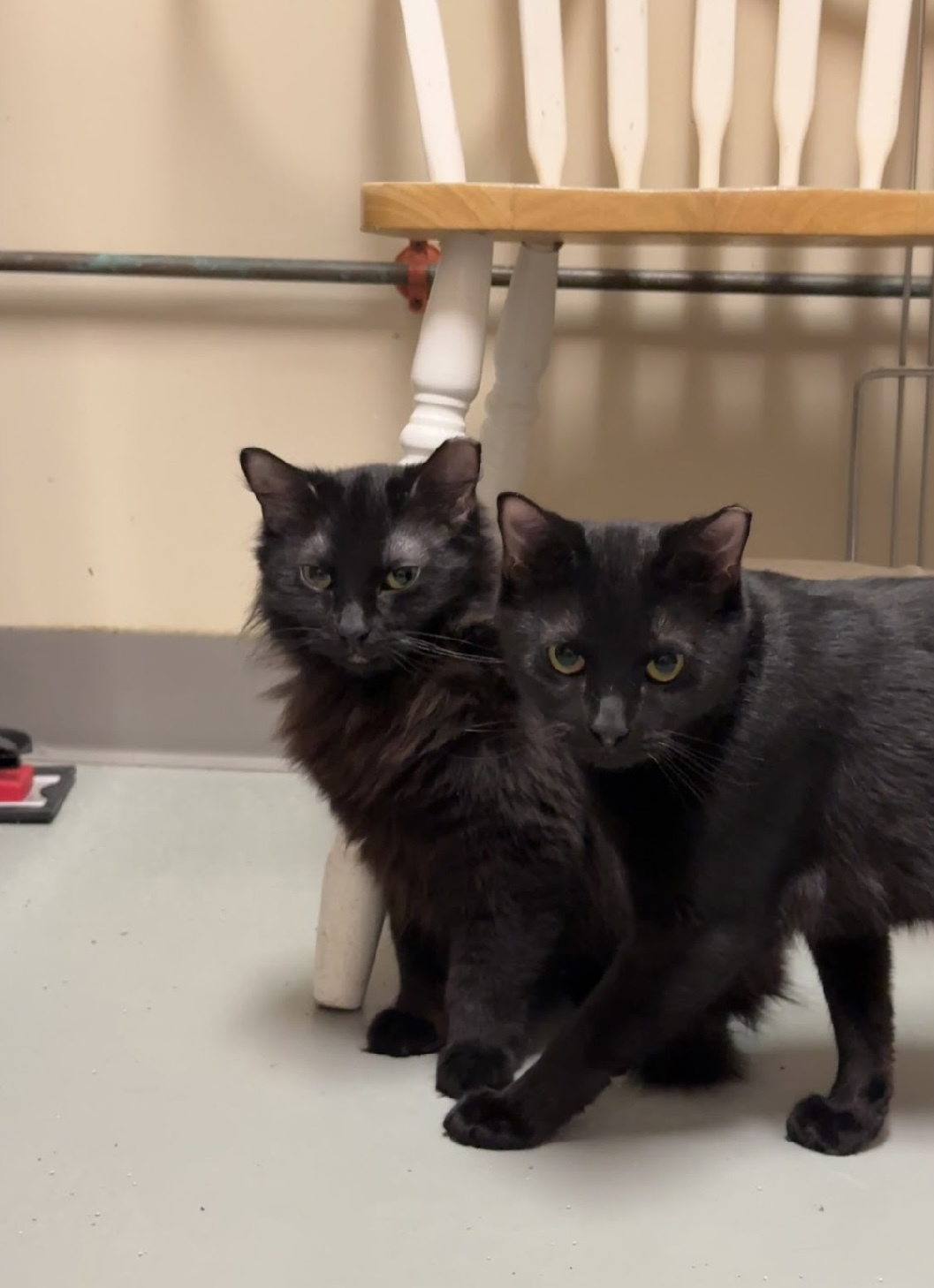 Sierra (Available with bonded friend, Cinder)
