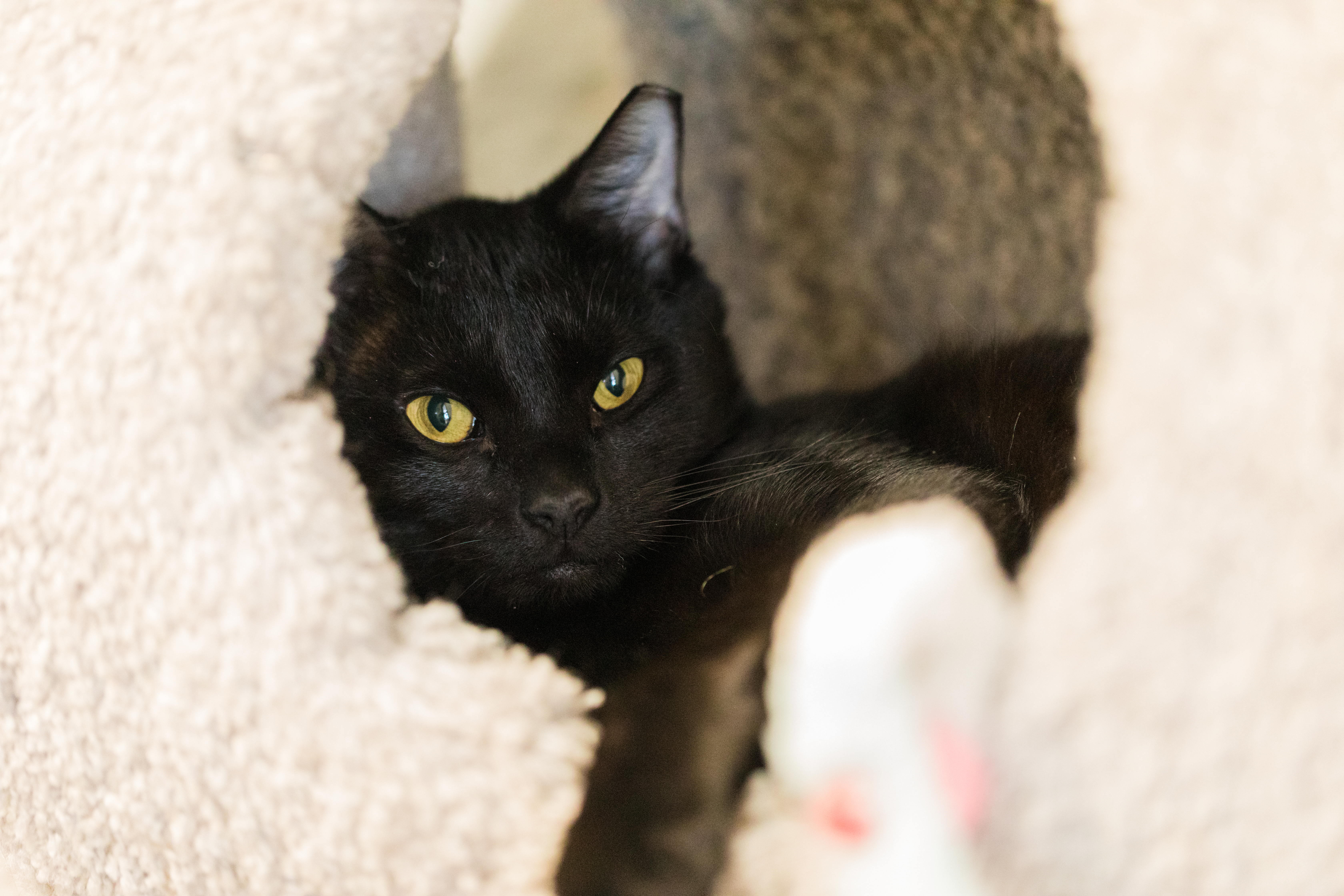Sierra (Available with bonded friend, Cinder)