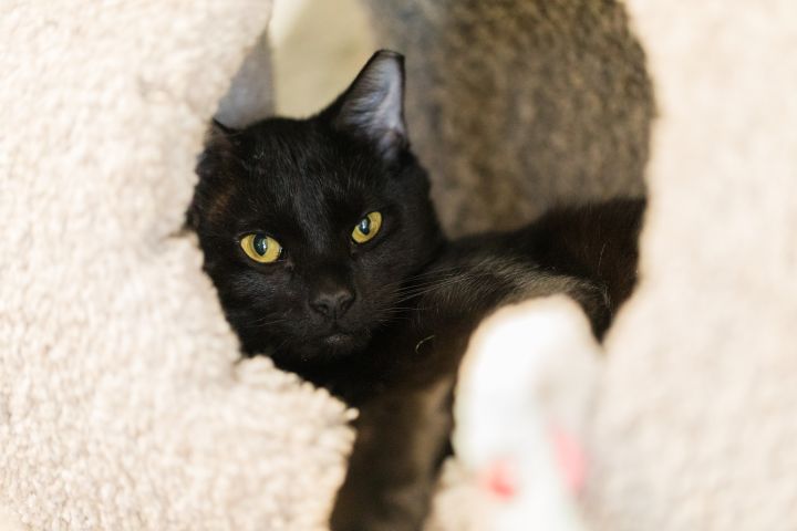 Sierra (Available with bonded friend, Cinder) 11