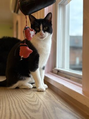 Henry, Adult Male Domestic Short Hair