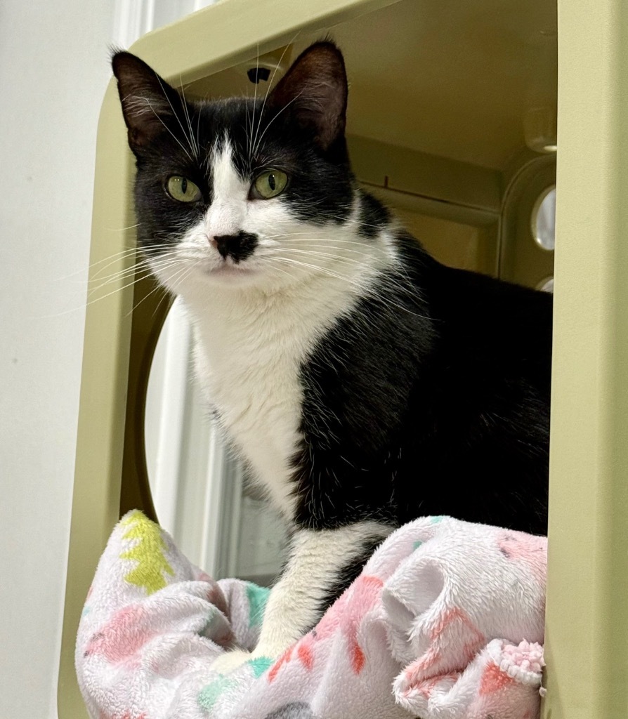 Kaurren, an adoptable Domestic Short Hair in Fort Lupton, CO, 80621 | Photo Image 1