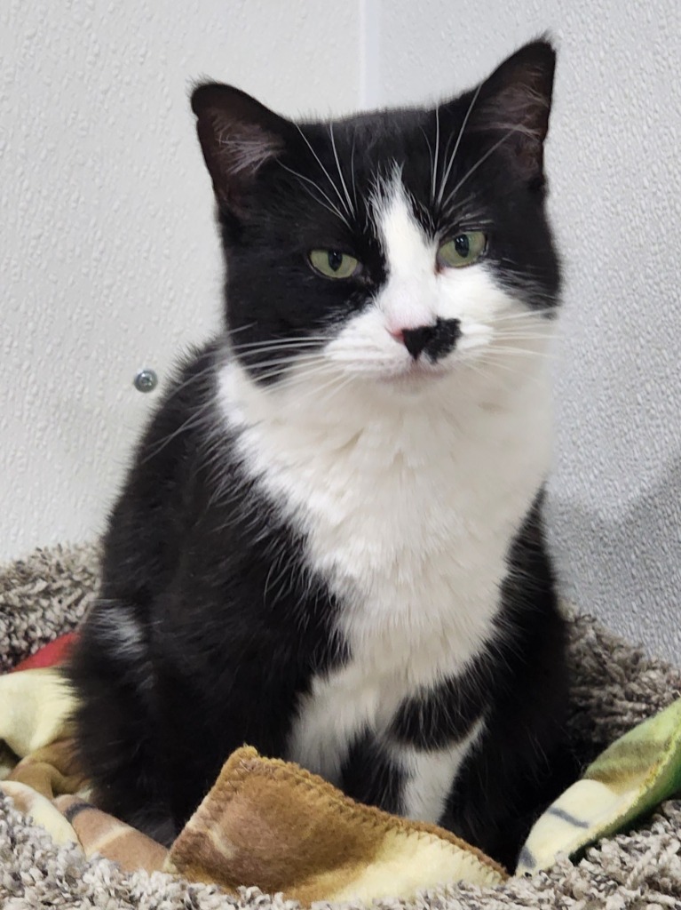 Kaurren, an adoptable Domestic Short Hair in Fort Lupton, CO, 80621 | Photo Image 2