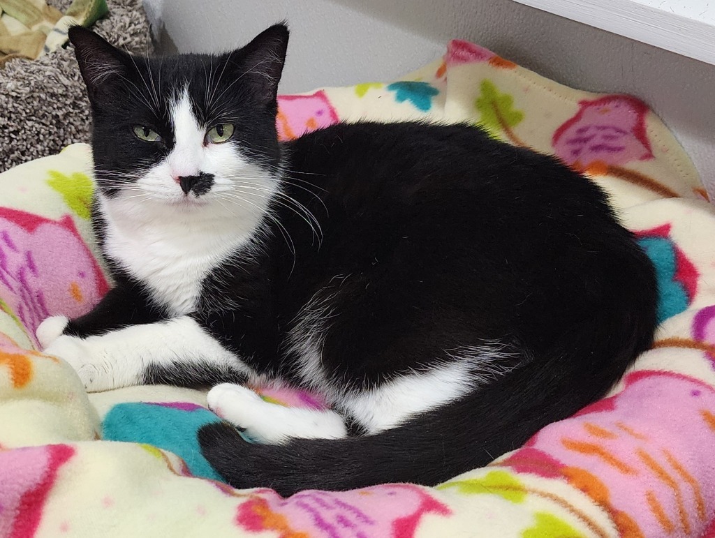 Kaurren, an adoptable Domestic Short Hair in Fort Lupton, CO, 80621 | Photo Image 3