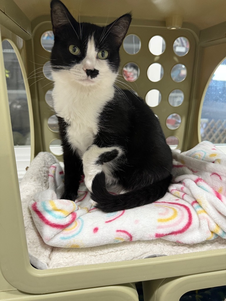 Kaurren, an adoptable Domestic Short Hair in Fort Lupton, CO, 80621 | Photo Image 4
