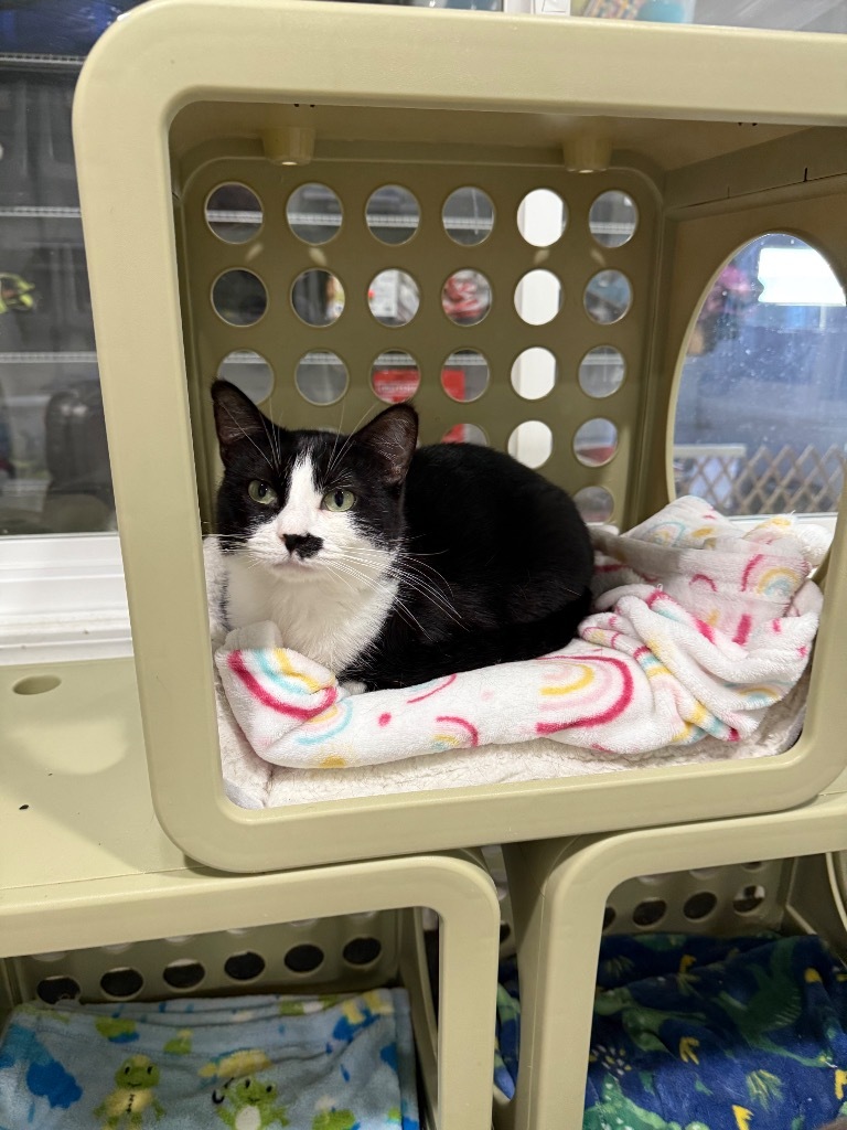 Kaurren, an adoptable Domestic Short Hair in Fort Lupton, CO, 80621 | Photo Image 5