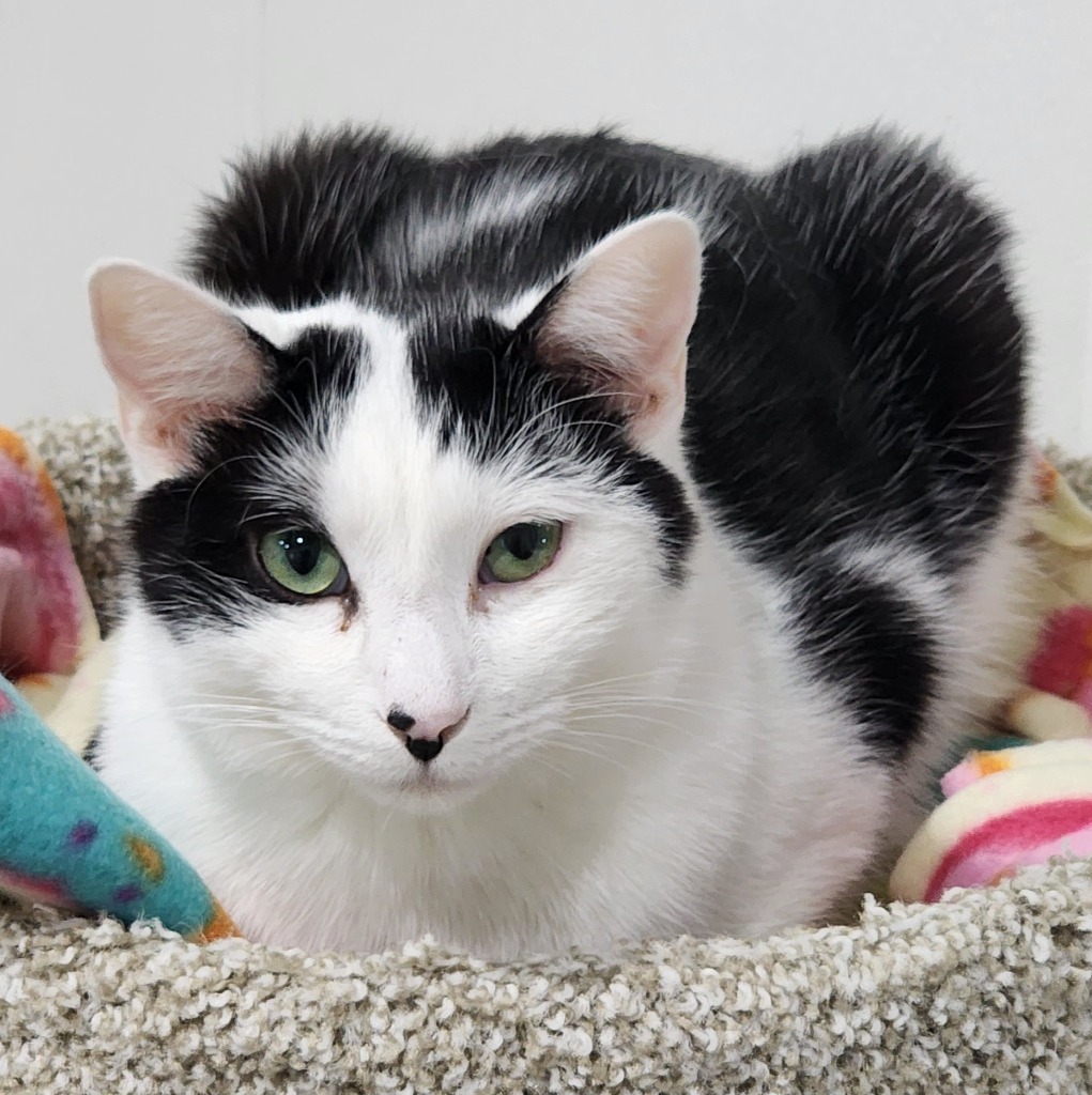 Elliott Novak, an adoptable Domestic Short Hair in Fort Lupton, CO, 80621 | Photo Image 1