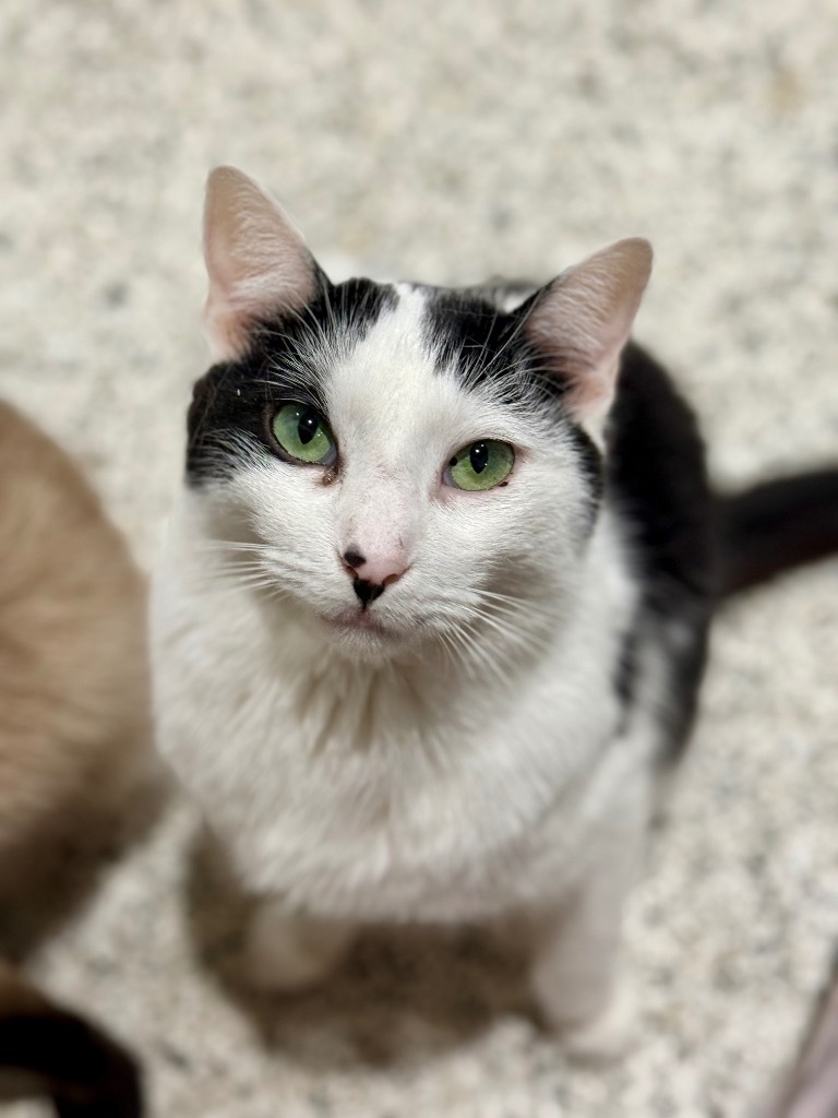 Elliott Novak, an adoptable Domestic Short Hair in Fort Lupton, CO, 80621 | Photo Image 1