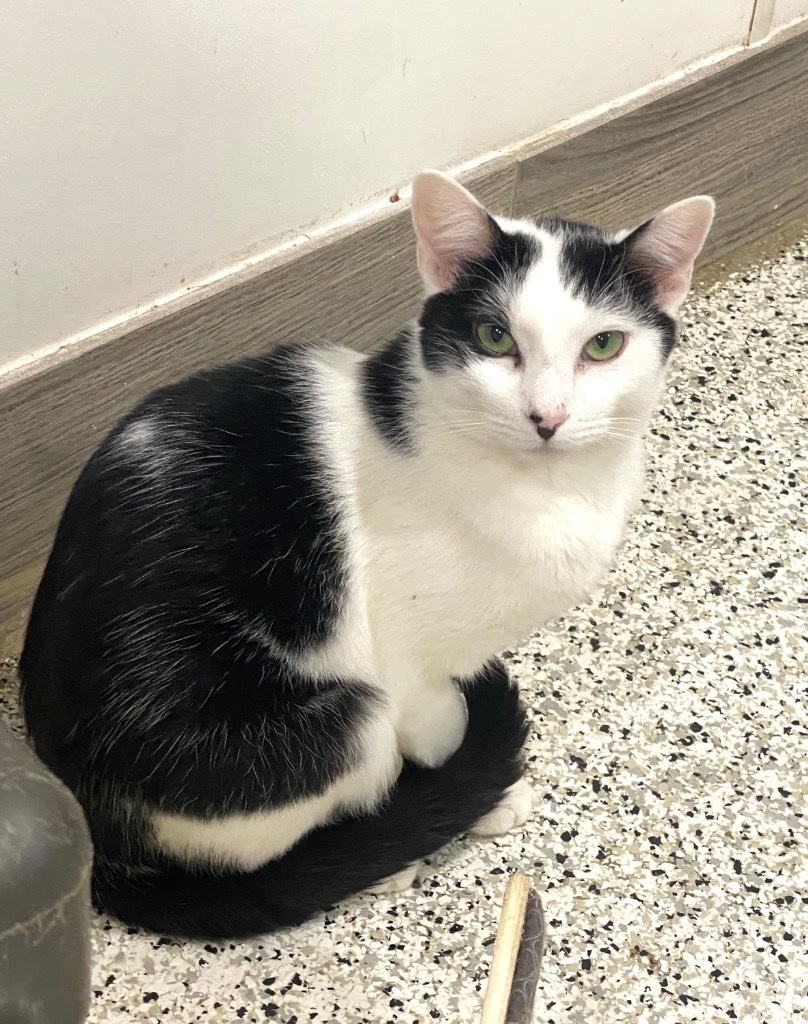 Elliott Novak, an adoptable Domestic Short Hair in Fort Lupton, CO, 80621 | Photo Image 2