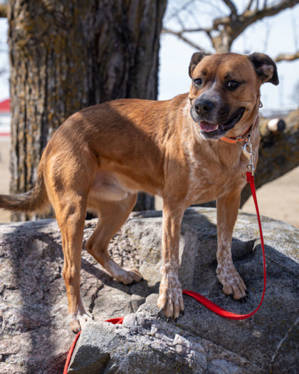 Rocky, an adoptable Cattle Dog, Mixed Breed in Pequot Lakes, MN, 56472 | Photo Image 1