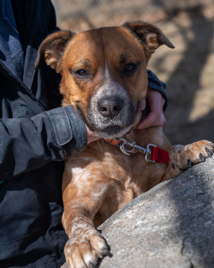 Rocky, an adoptable Cattle Dog, Mixed Breed in Pequot Lakes, MN, 56472 | Photo Image 2