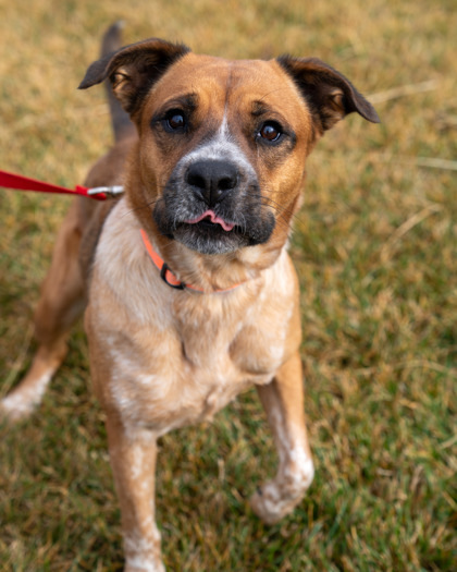 Rocky, an adoptable Cattle Dog, Mixed Breed in Pequot Lakes, MN, 56472 | Photo Image 3