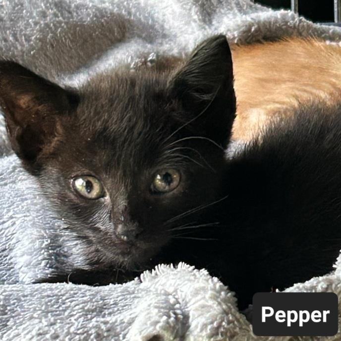 Pepper 2
