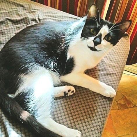Stella 1