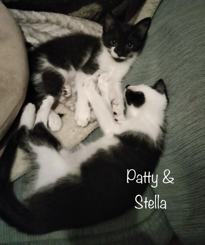 Stella 3