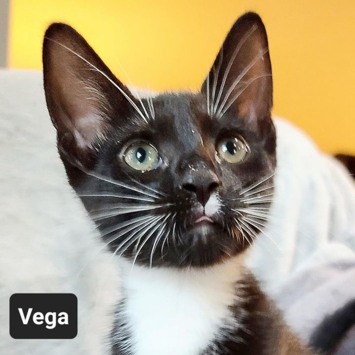 Vega 1