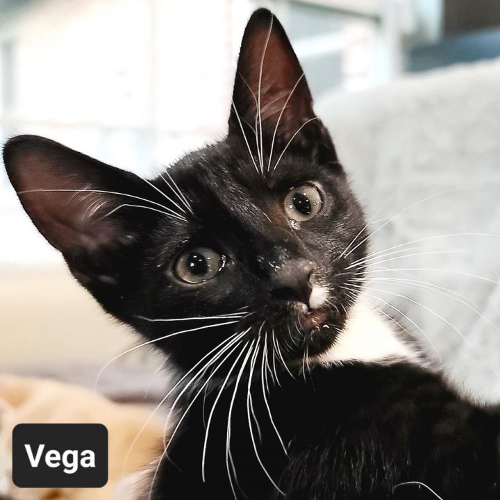 Vega 2
