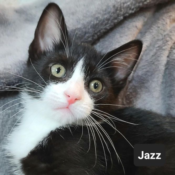 Jazz