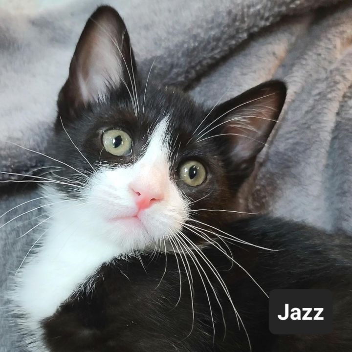 Jazz 1