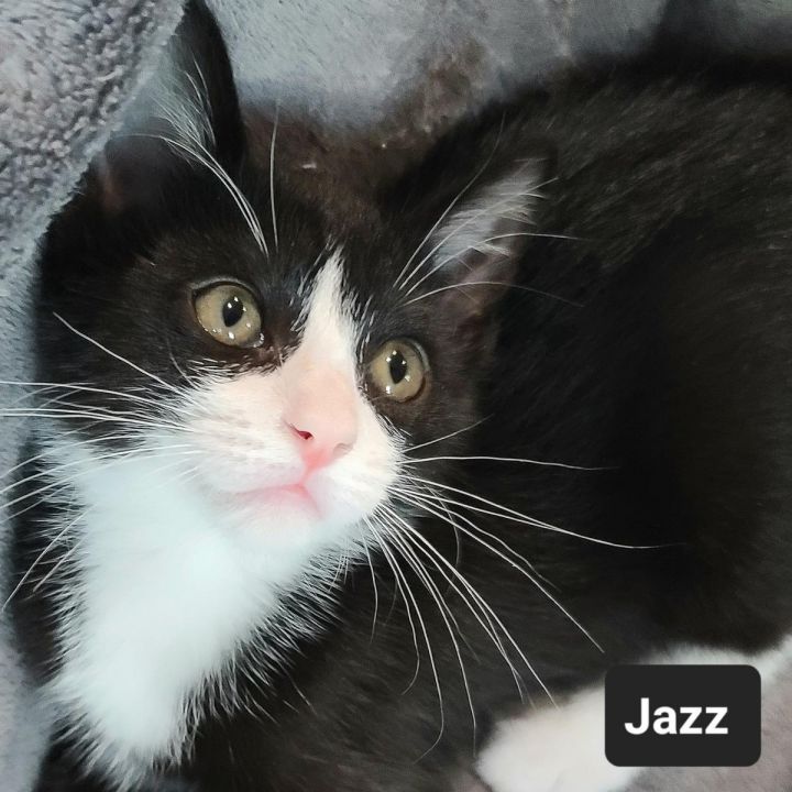 Jazz 2