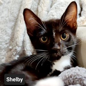 Shelby